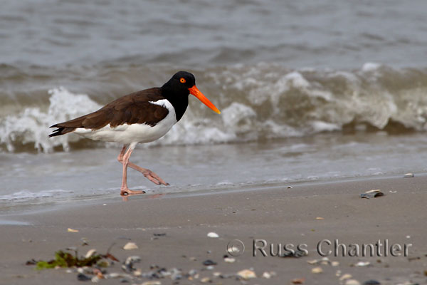 American Oystercatcher © Russ Chantler